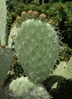 Ficus: PRICKLY PEAR