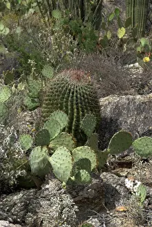 Pears: Prickly Pear and Barrel Cacti species