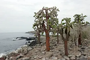 Pears: Prickly Pear Cactus