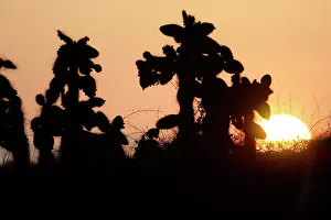 Pears: Prickly pear Cactus