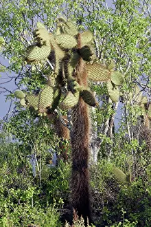 Pears: Prickly pear Cactus