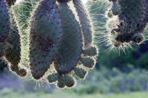 Pears: Prickly pear Cactus