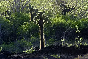 Pears: Prickly pear Cactus