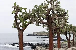 Pears: Prickly pear Cactus