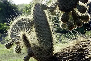 Pears: Prickly pear Cactus