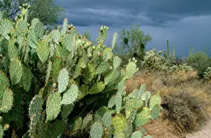 Cactaceae: Prickly Pear Cactus