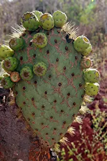 Opuntia: Prickly pear Cactus