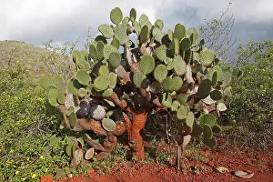 Opuntia: Prickly Pear Cactus
