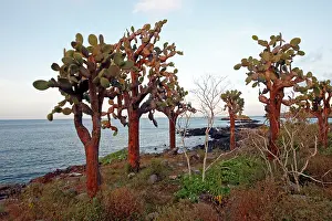 Opuntia: Prickly Pear Cactus