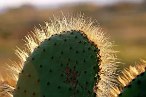 Opuntia: Prickly pear Cactus