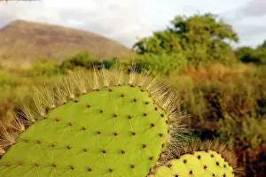 Opuntia: Prickly Pear Cactus