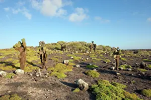Opuntia: Prickly Pear Cactus