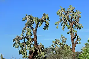 Opuntia: Prickly pear Cactus