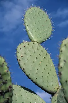 Opuntia: Prickly pear cactus