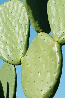 Opuntia: Prickly pear cactus