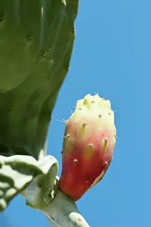 Opuntia: Prickly pear cactus