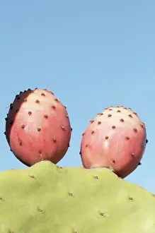 Opuntia: Prickly pear cactus