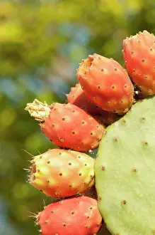 Opuntia: Prickly pear cactus