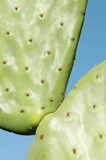 Opuntia: Prickly pear cactus