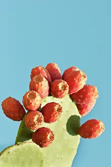 Opuntia: Prickly pear cactus