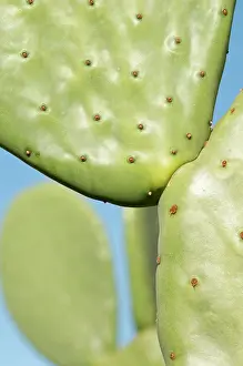Opuntia: Prickly pear cactus