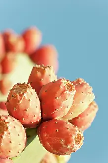 Opuntia: Prickly pear cactus