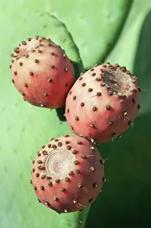 Opuntia: Prickly pear cactus