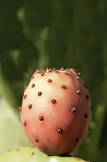 Opuntia: Prickly pear cactus