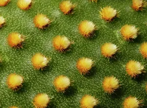Opuntia: Prickly Pear Cactus