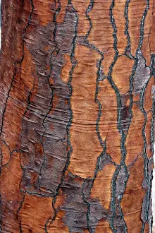 Pears: Prickly pear Cactus - close-up of trunk
