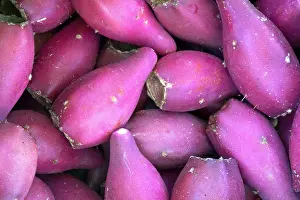 Opuntia: Prickly Pear Cactus fruits