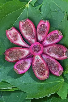 Opuntia: Prickly Pear Cactus fruits