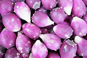 Opuntia: Prickly Pear Cactus, Opuntia cochenillifera, Close up of pur