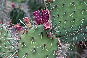 Opuntia: Prickly pear cactus, Opuntia humifusa, Close view