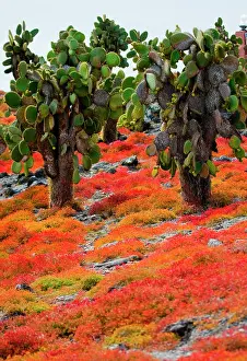 Islets: Prickly pear cactus (Opuntia) on the island. The