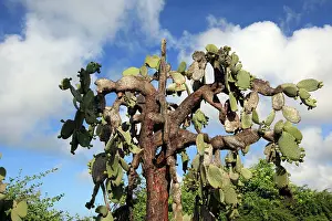 Opuntia: Prickly pear Cactus - Santa cruz Island