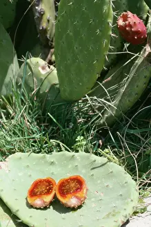 Pears: Prickly Pear Cactus - showing fruit in section