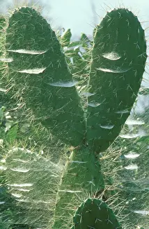 Tabernas: Prickly Pear - With cobwebs in the Tabernas Desert