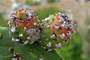 Covering: Prickly Pear with Cochineal Bugs