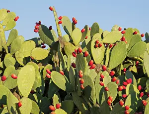 Pears: Prickly pear with fruit in the Tabernas Desert Eur