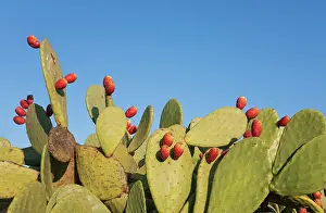Copyspace: Prickly pear with fruit in the Tabernas Desert Eur