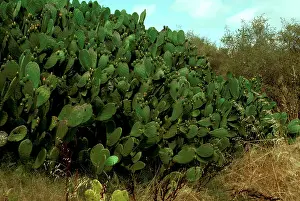 Opuntia: Prickly pear (Opuntia sp.) Ravensthorpe, Western Australia