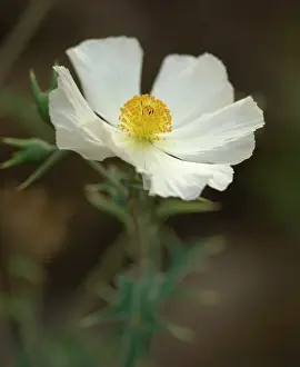 Albiflora: Prickly poppy