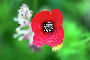 Alentejo: Prickly Poppy - close up study Castro Verde, Alentejo