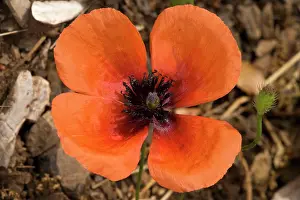 Bristly: Prickly poppy, flower and bristly capsule