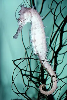 Seahorses: PRICKLY SEAHORSE