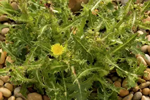 Asper: Prickly sow-thistle