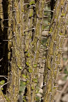 Ocotillo: Prickly stems of Ocotillo - showing new leaf growth
