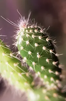 Opuntia: Pricklypearcactus