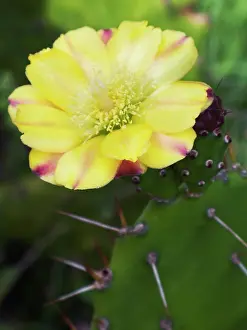 Opuntia: Pricklypearcactus